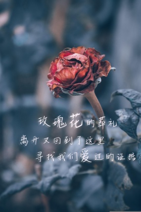 玫瑰花的葬礼伤感文字图片